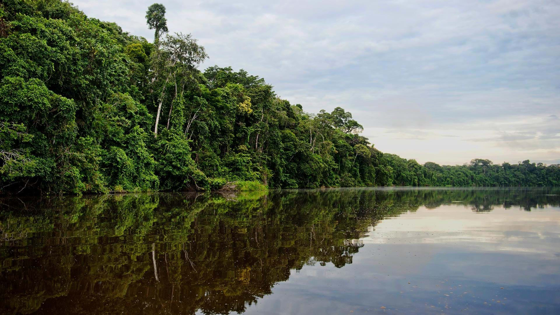 Madre de Dios: Donde la biodiversidad se siente - Madre de Dios