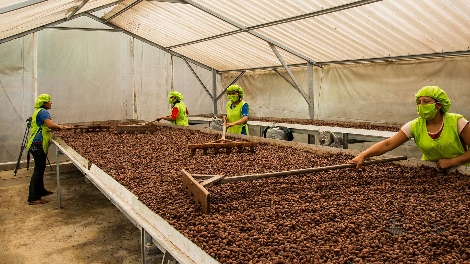 La ruta del cacao en Tarapoto: La ruta de la semilla milagrosa - Tarapoto